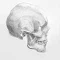 Alexander R Delhougne- gips skull